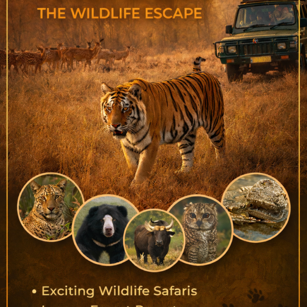 Tadoba , The Wildlife Escape